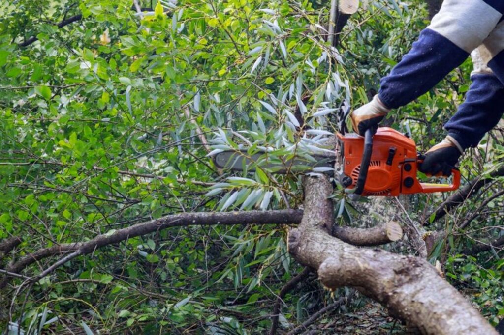 tree lopping near me