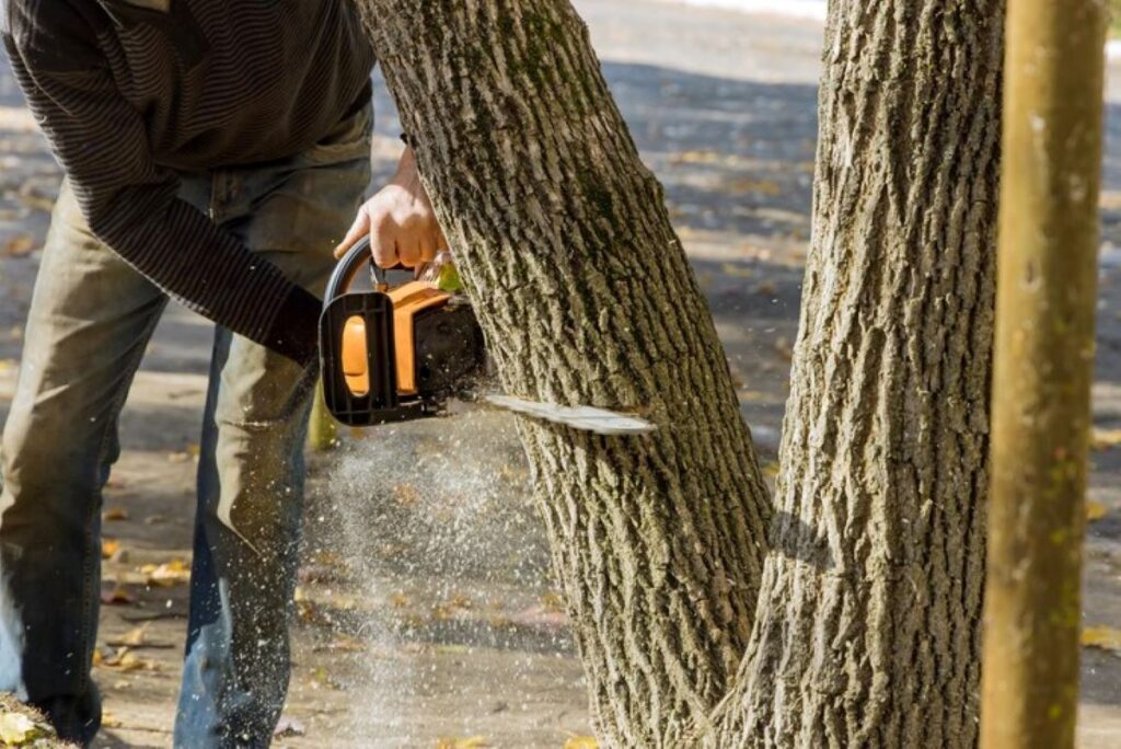 Tree Removal Company