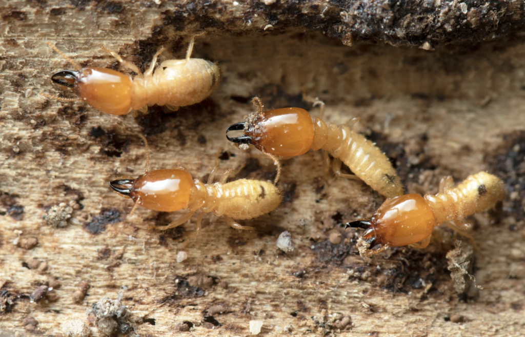 Is Property Buyers Meant to Worry About Termite Barrier Sydney? A Due-Diligence Overview