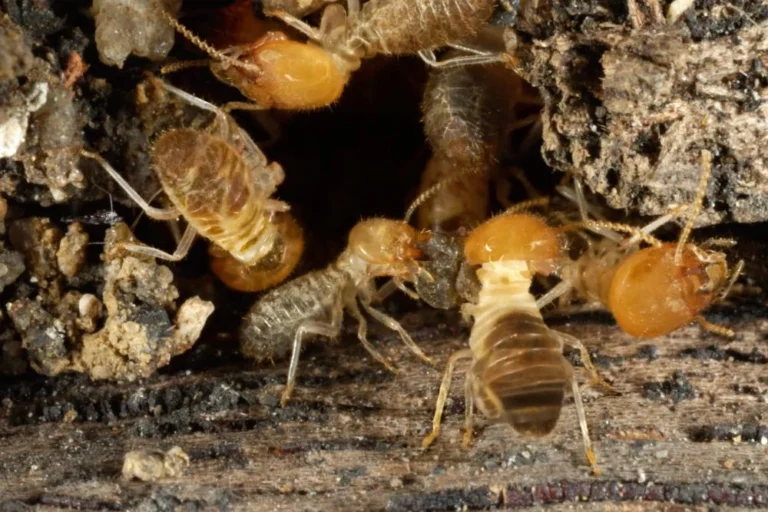 Is Property Buyers Meant to Worry About Termite Barrier Sydney? A Due-Diligence Overview
