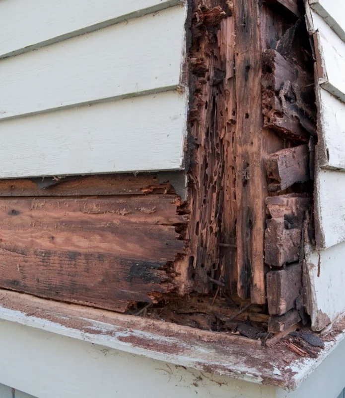 Is Property Buyers Meant to Worry About Termite Barrier Sydney? A Due-Diligence Overview

