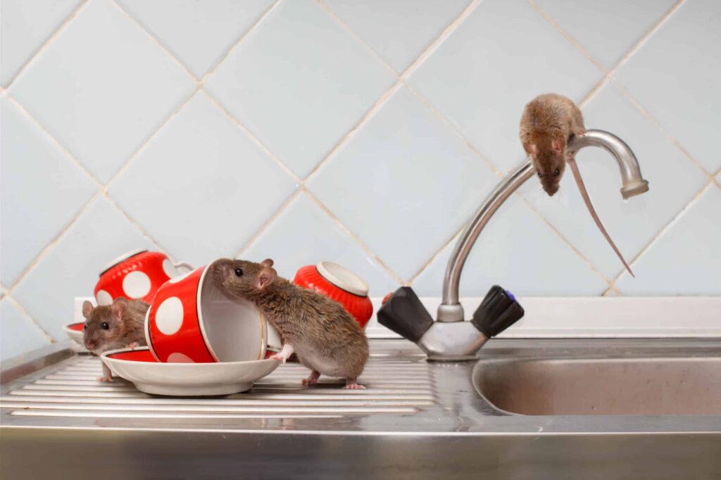 Comparing Pre-Purchase Checklists: Why Rat Removal Sydney Shouldn't Be an Afterthought

